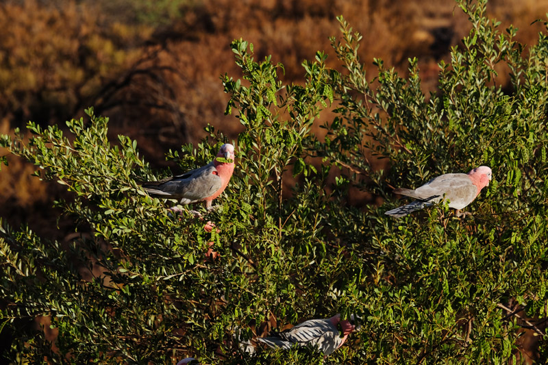 Galahs eating wattle seeds on the hillside in Yulara. Voyages Ayers Rock Resort review by White Caviar Life. Wildlife photography by Sydney photographer Kent Johnson.