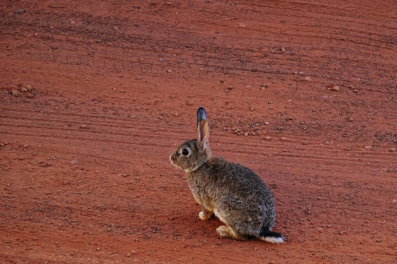 A wild rabbit in Yulara. Voyages Ayers Rock Resort review by White Caviar Life.